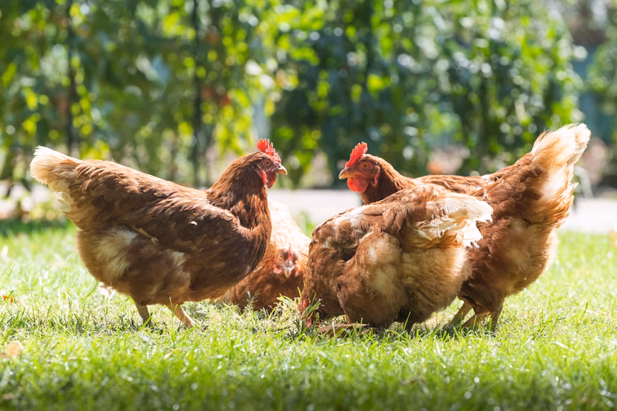 Chickens in a field